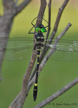 Macromia alleghaniensis, male